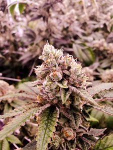 sativa flowering marijuana plant